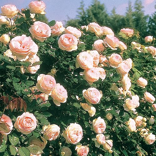 1.5 Gal Potted Pink Climbing Rose P735