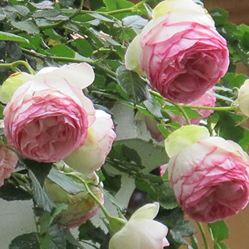 1.5 Gal Potted Pink Climbing Rose P735