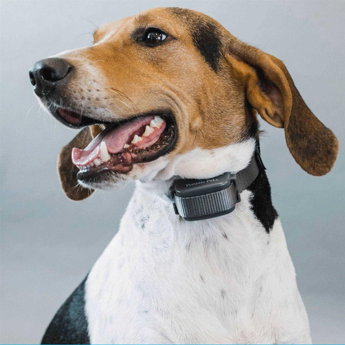 Pet Bark Collar O821863