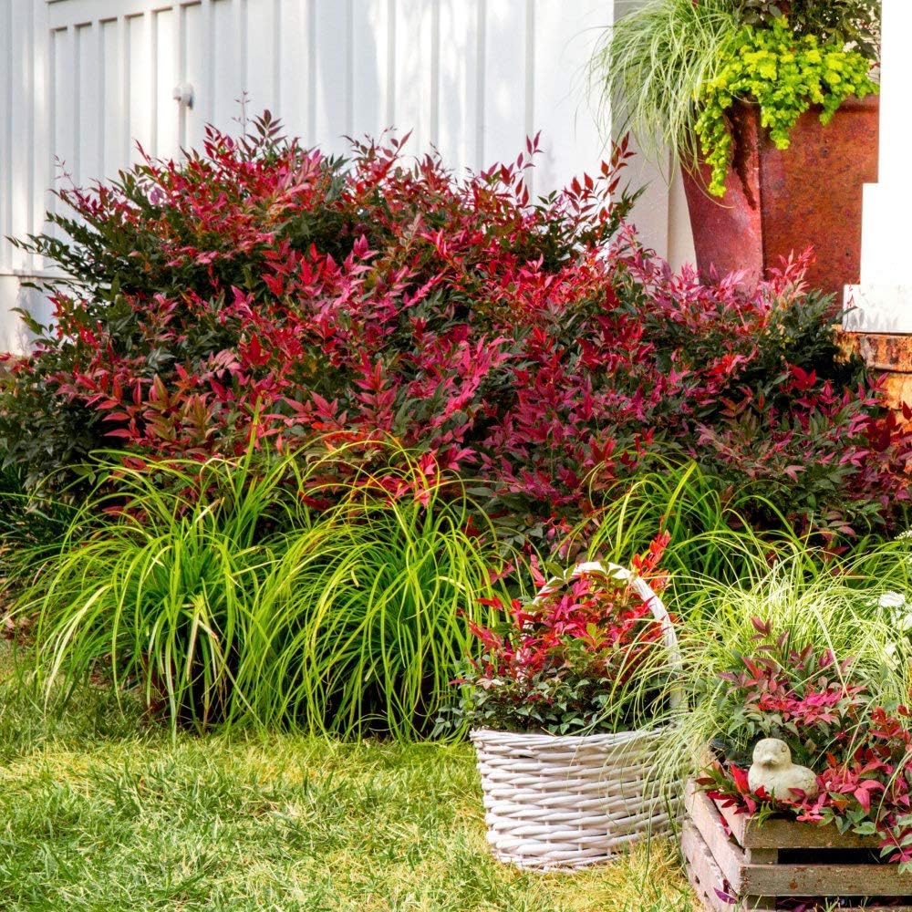 Green-Red-Orange-Gold Foliage Live Plant O347961