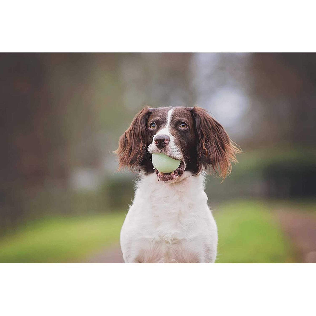 Fetch Medley Pet Supplies M17866