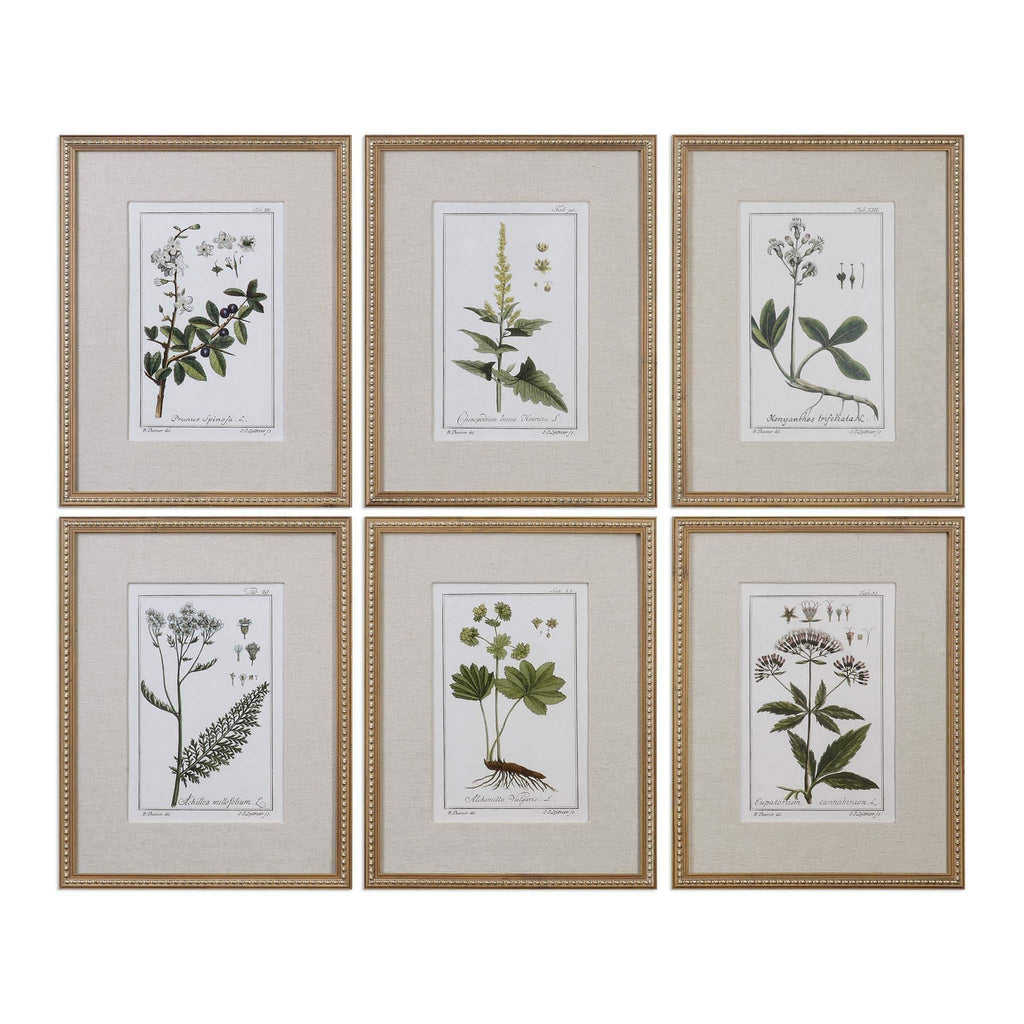 Green Floral Botanical Study Prints - Set of 6 D11094