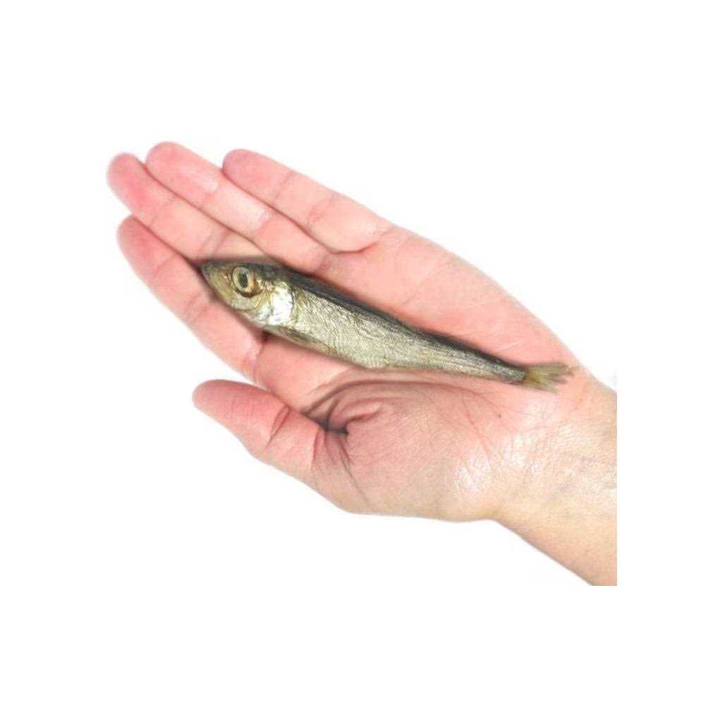 Dog Baltic Herring Pet Supplies D435533