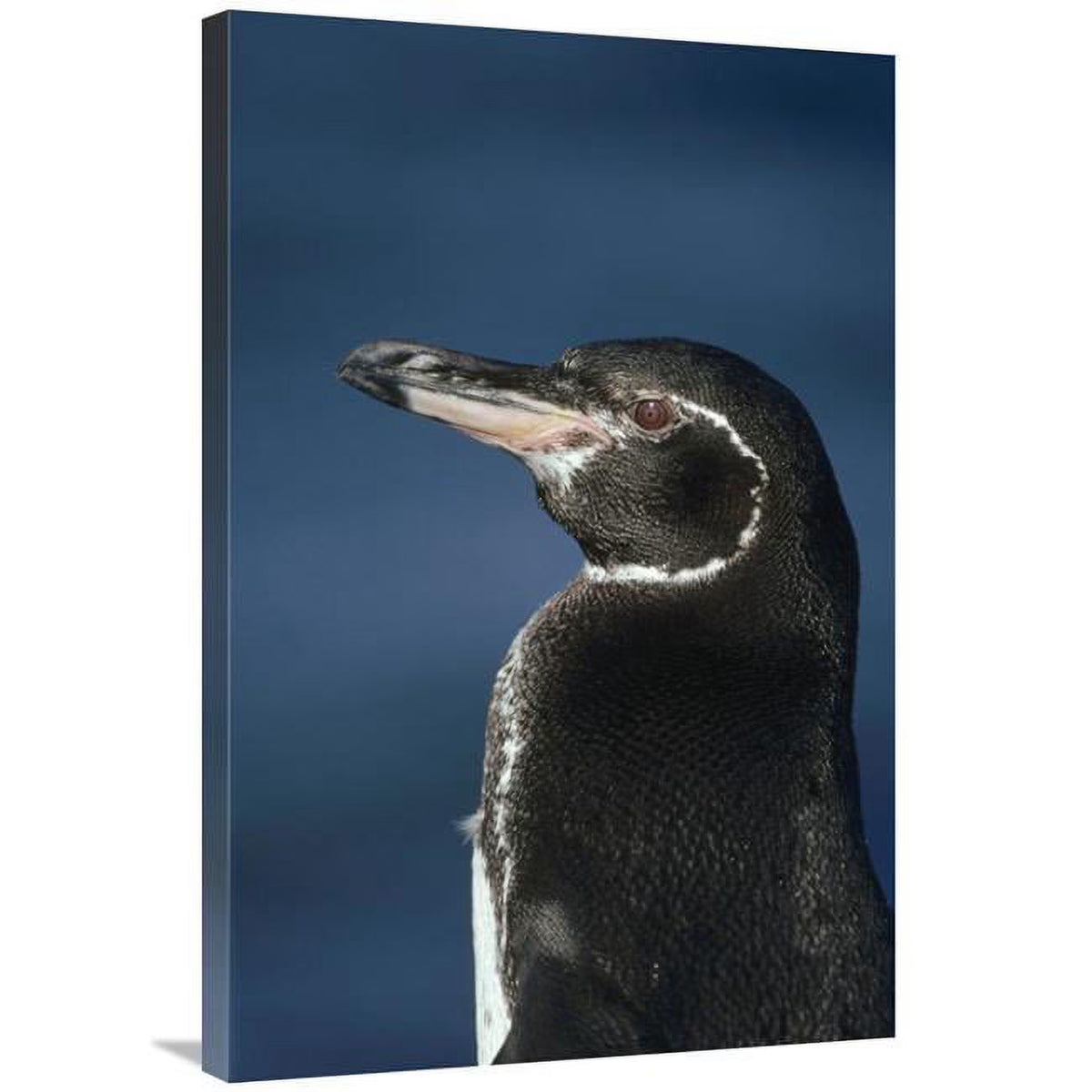 Galapagos Penguin Art Print K83737