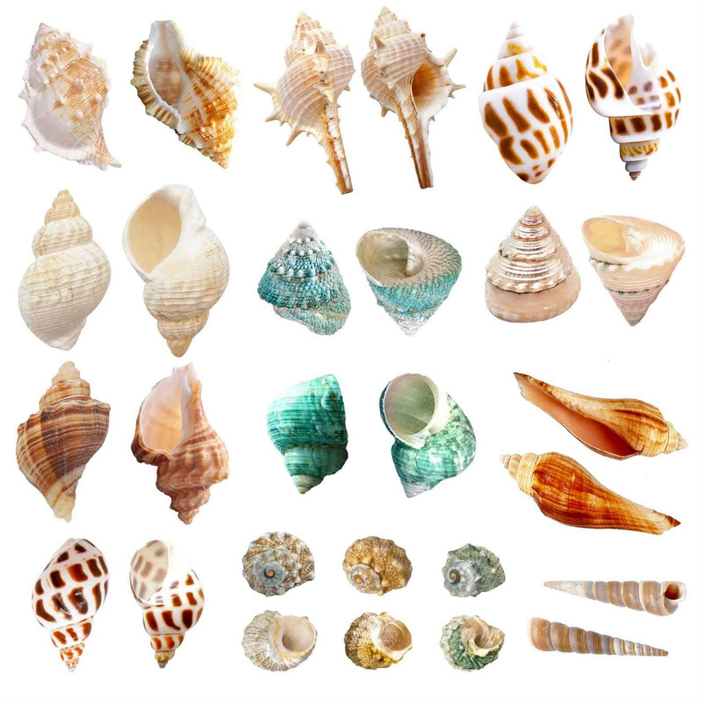 15 Pc Natural Hermit Crab Shells Small to Medium K93878