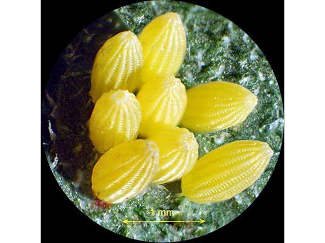 Student Forward Binocular Stereo Microscope 10X-20X-30X-60X H8079
