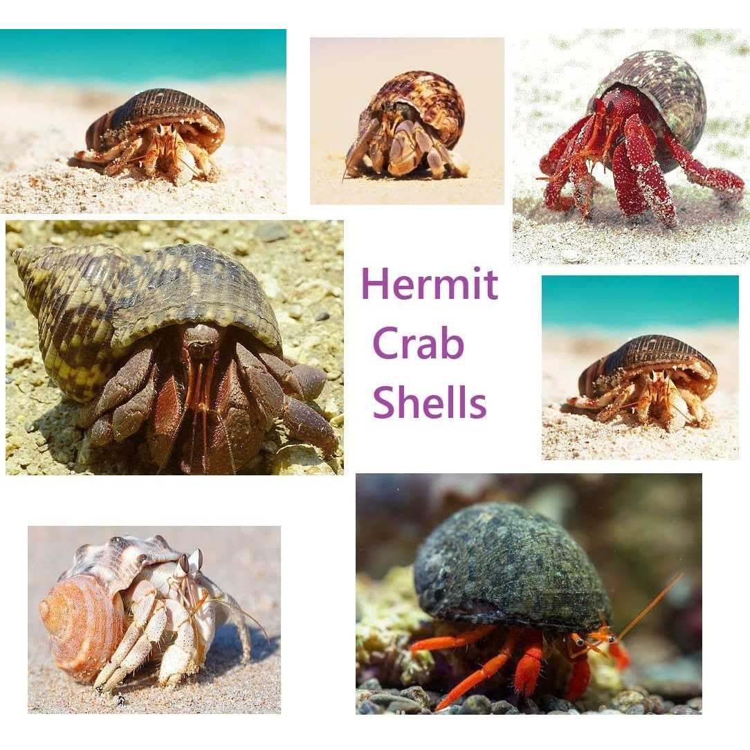 15 Pc Natural Hermit Crab Shells Small to Medium K93878