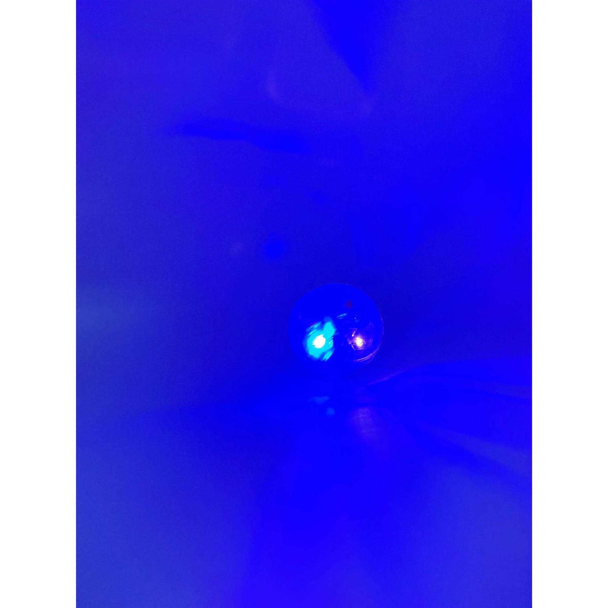 LED Motion Activated Cat Ball D30213